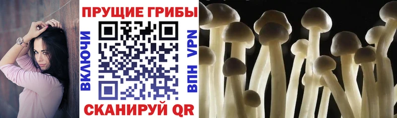 Купить где  Симферополь  Псилоцибиновые грибы прущие грибы 